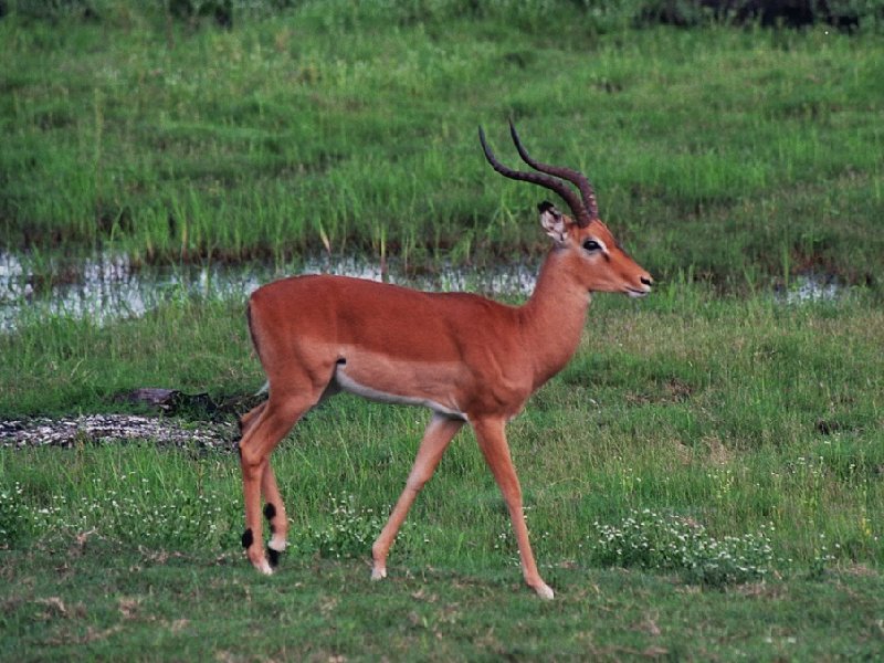 Antilope in the Moremi Wildife Reserve, Botswana, Kasane Botswana