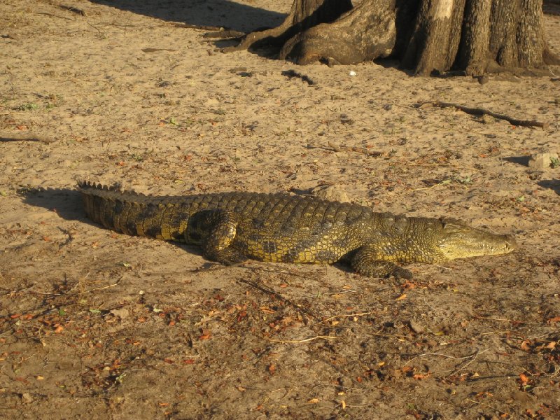Crocodile in Chobe National Park, Botswana, Kasane Botswana