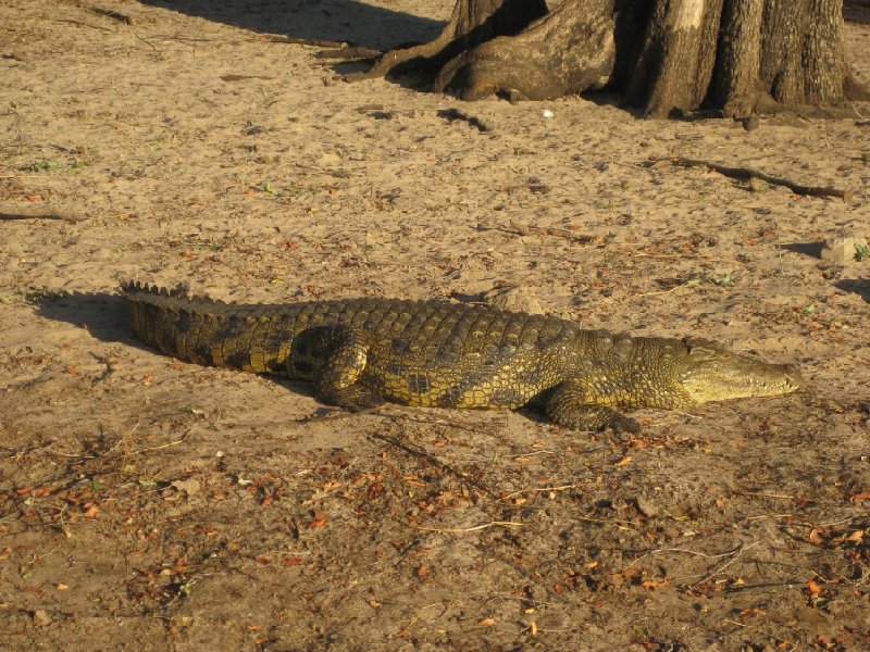 Kasane Botswana Crocodile in Chobe National Park, Botswana