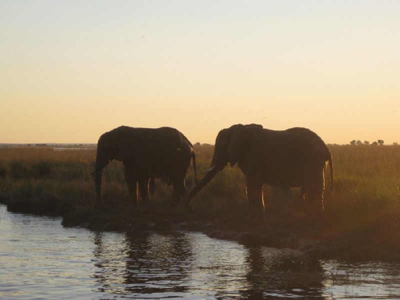 Kasane Botswana Elephants at sunset, Botswana