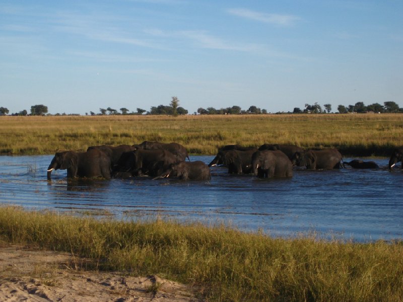 Bathing Elephants in Botswana, Kasane Botswana