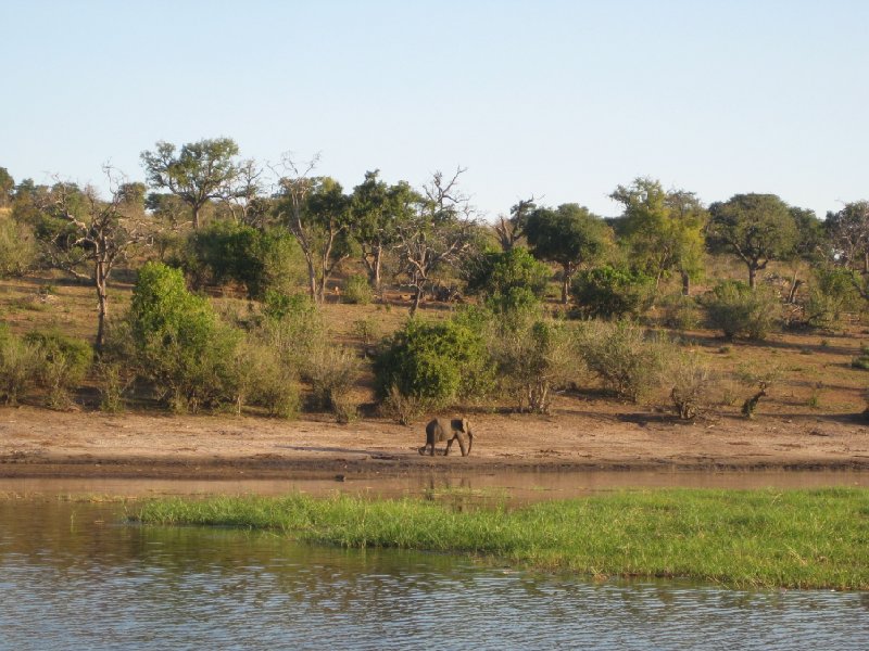 Safari Tours Moremi Wildife Reserve and Chobe National Park, Botswana, Kasane Botswana