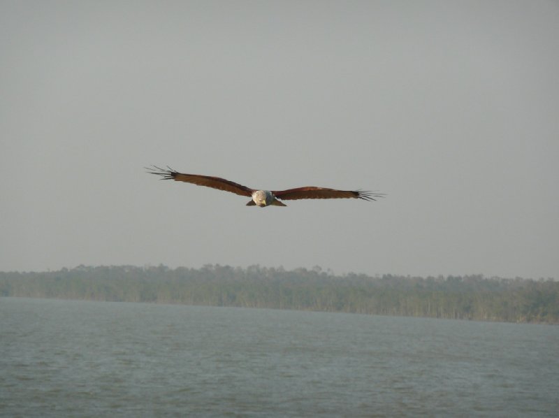 Flying eagles in the Sundarbans National Park, Bangladesh, Sundarbans Bangladesh