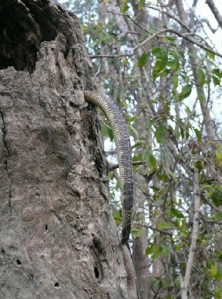 Snake in the Sundarbans National Park, Bangladesh, Bangladesh