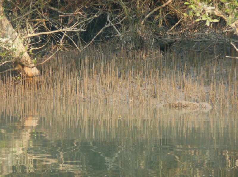 Photos of the mangrove forest in Bangladesh, Bangladesh