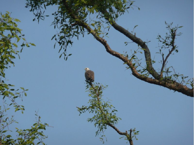 Photo of an eagle in the Sundarbans National Park, Bangladesh