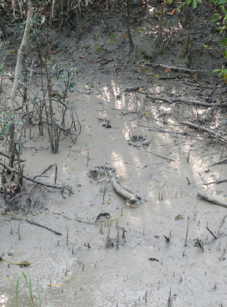 Mangrove forest of the Sundarbans National Park, Sundarbans Bangladesh