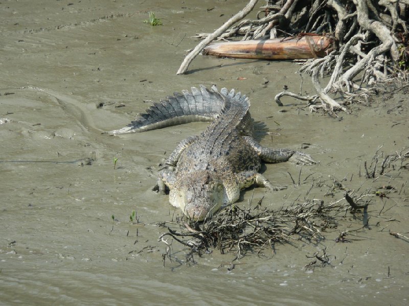 Crocodile in the Sundarbans National Park, Bangladesh