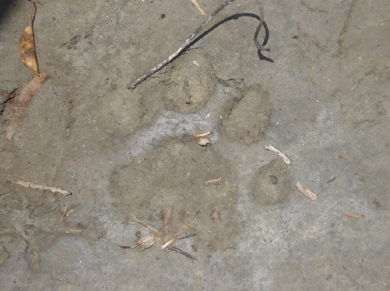 Footprints of a Bengal tiger in Sundarbans, Bangladesh, Sundarbans Bangladesh