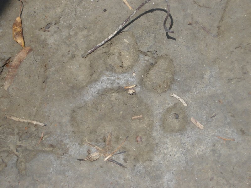 Sundarbans Bangladesh Footprints of a Bengal tiger in Sundarbans, Bangladesh