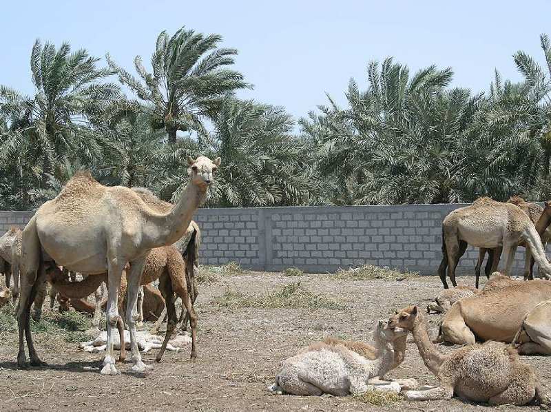 Photos of the Bahrein Camel Farm, Bahrain