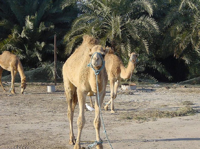 Pictures of the Camel Farm near Manama , Bahrain