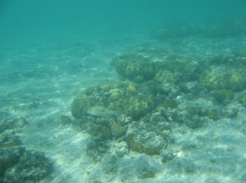 Diving in the waters of Tonga, Polynesia, Tonga