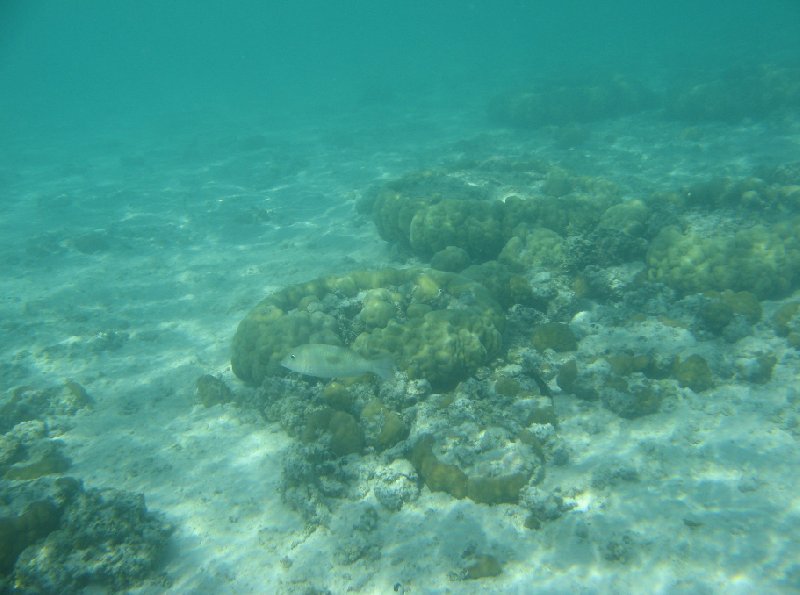 Nuku'alofa Tonga Diving in the waters of Tonga, Polynesia