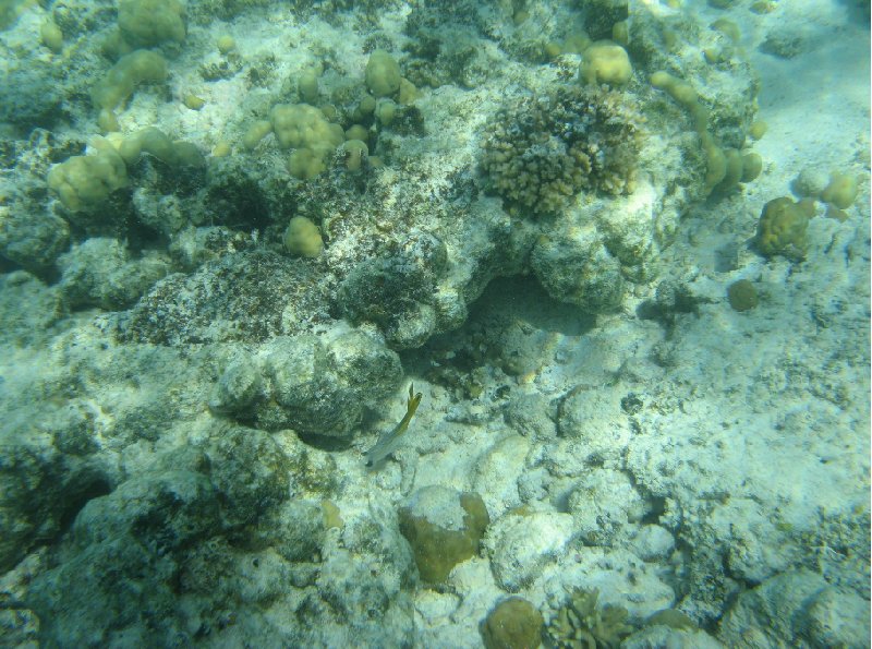 Underwater pictures of Polynesia, Nuku'alofa Tonga