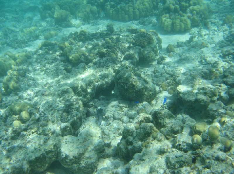 Underwater photos of the Tonga Islands, Tonga
