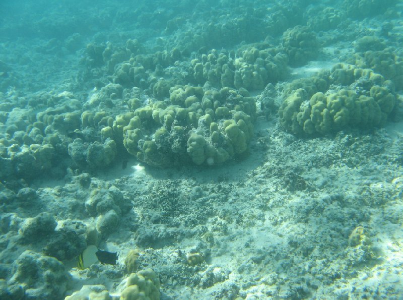 Underwater photos of Polynesia, Nuku'alofa Tonga