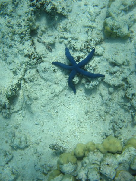 Foto of a purple sea star in Tonga, Nuku'alofa Tonga