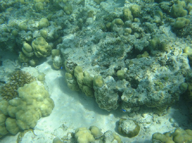 Snorkeling in the waters of the Tonga Islands, Nuku'alofa Tonga