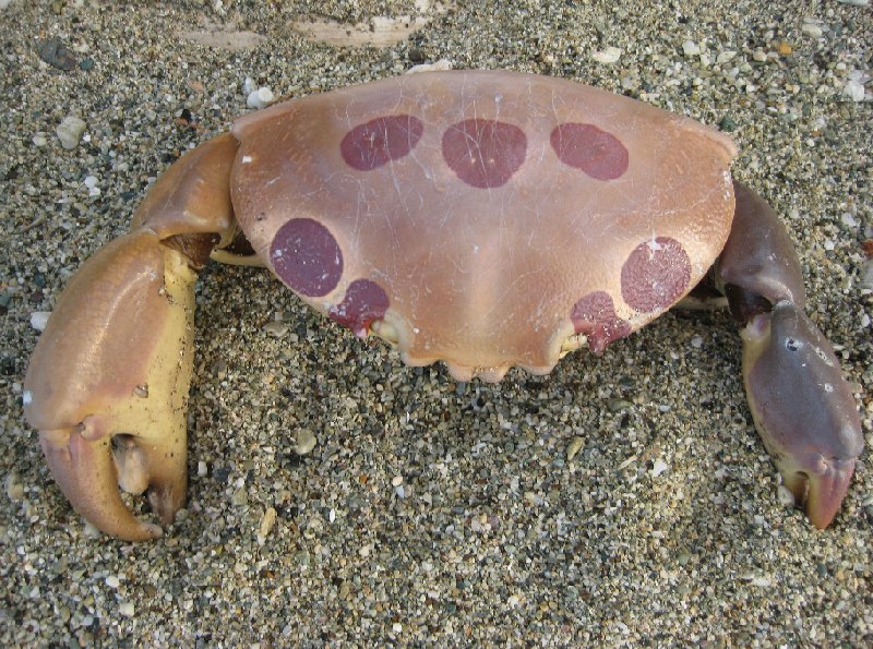 Nouméa New Caledonia Giant crab in New Caledonia