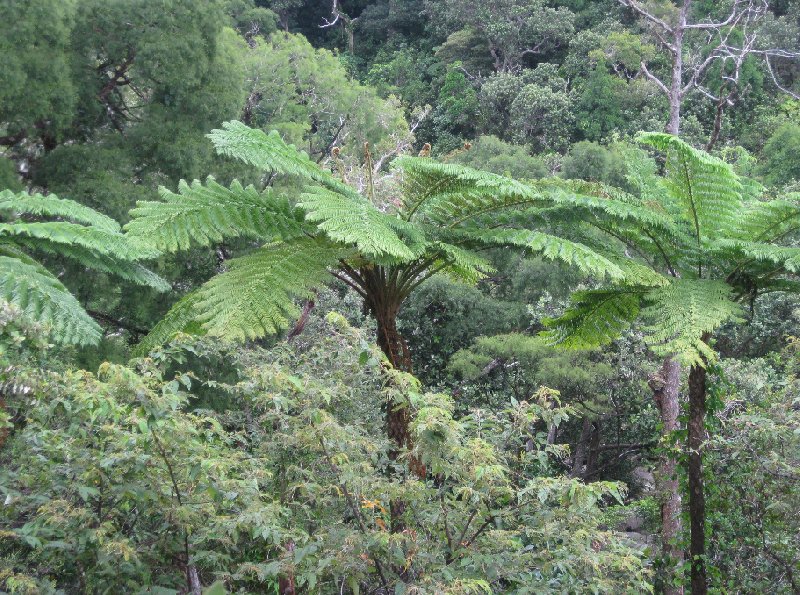 The jungle of New Caledonia, Nouméa New Caledonia