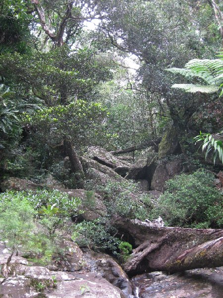 The landscape of the New Caledonia inland jungle, New Caledonia