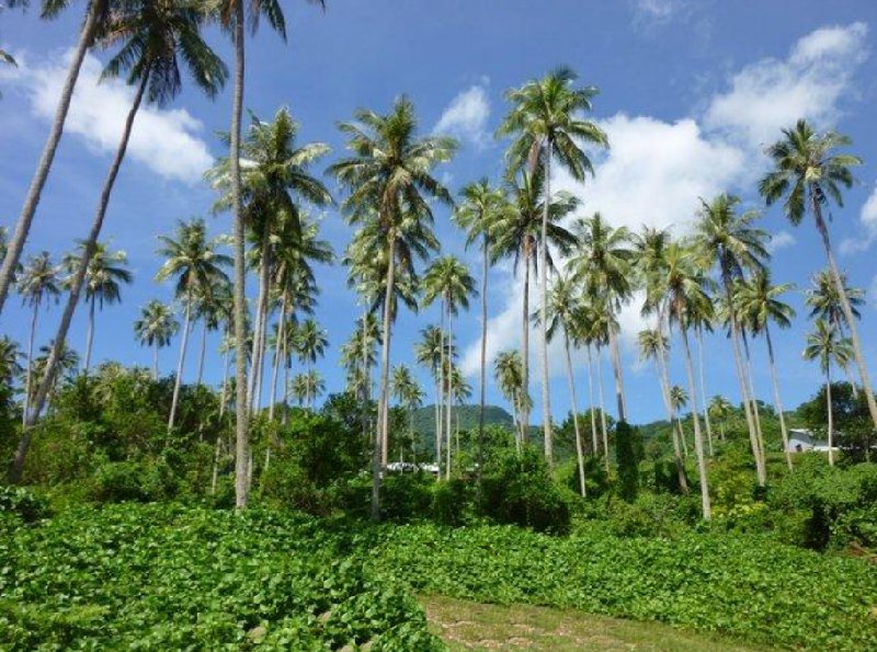 Walk through the jungle, Vanuatu, Port Vila Vanuatu