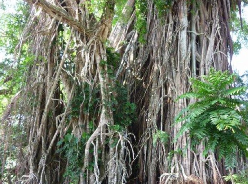Banjan Tree on the island of Vanuatu, Port Vila Vanuatu