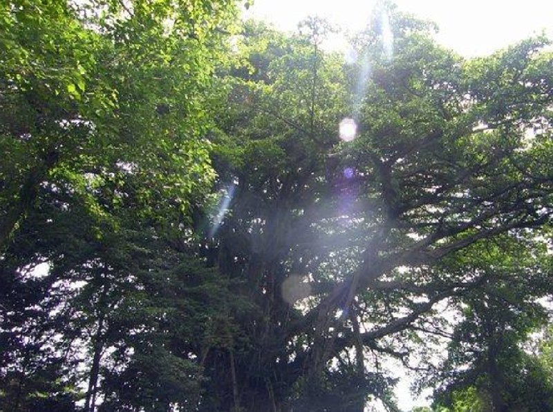 Banjan trees on Vanuatu, Port Vila Vanuatu