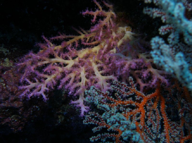 Scuba diving in the Solomon Islands Honiara  