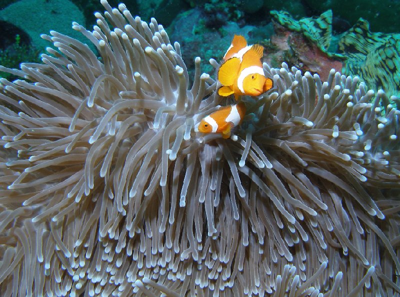 Clownfish at the Solomon Islands, Solomon Islands