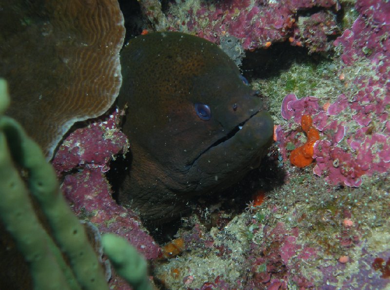 Moray eel at the Solomon Islands, Honiara Solomon Islands