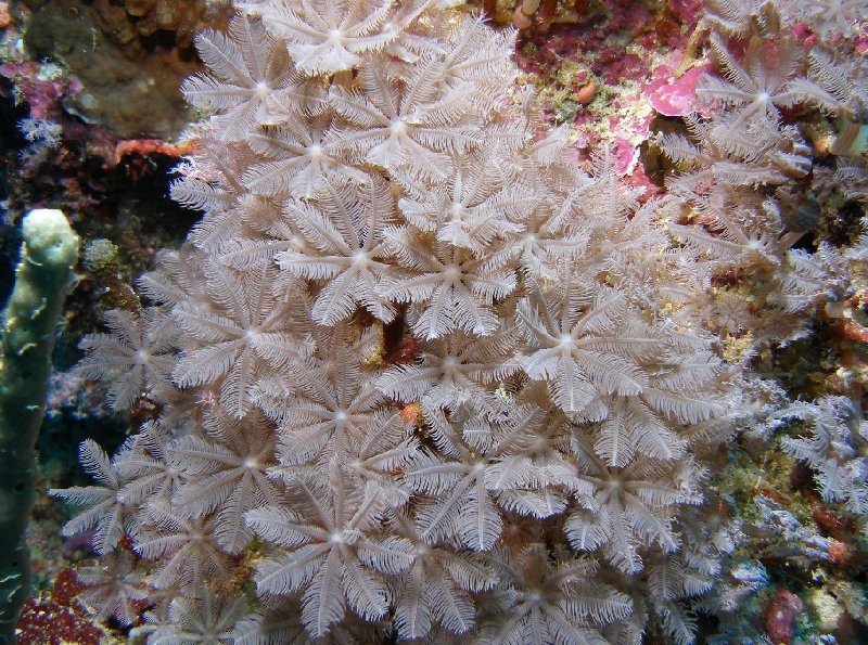 Scuba Diving photos of the Solomon Islands, Melanesia, Honiara Solomon Islands