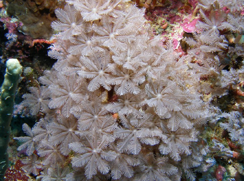 Scuba Diving photos of the Solomon Islands, Melanesia, Honiara Solomon Islands