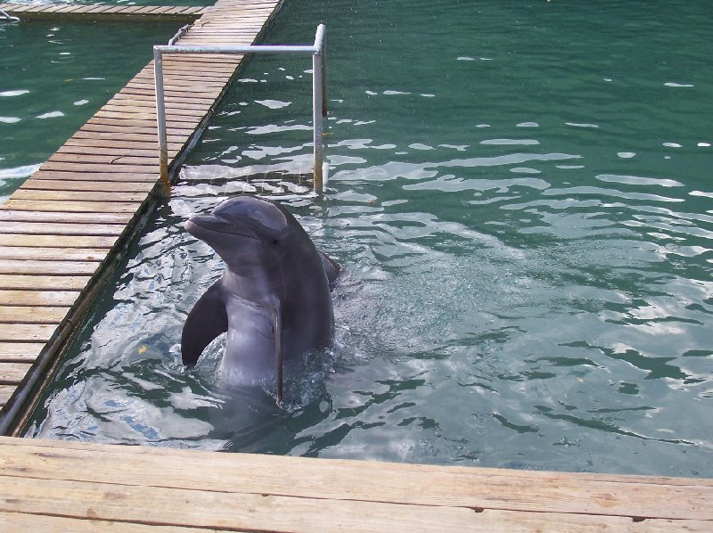 Photos of the Dolhin Dicovery Center in Prospect Reef Port, Virgin Islands, British Virgin Islands