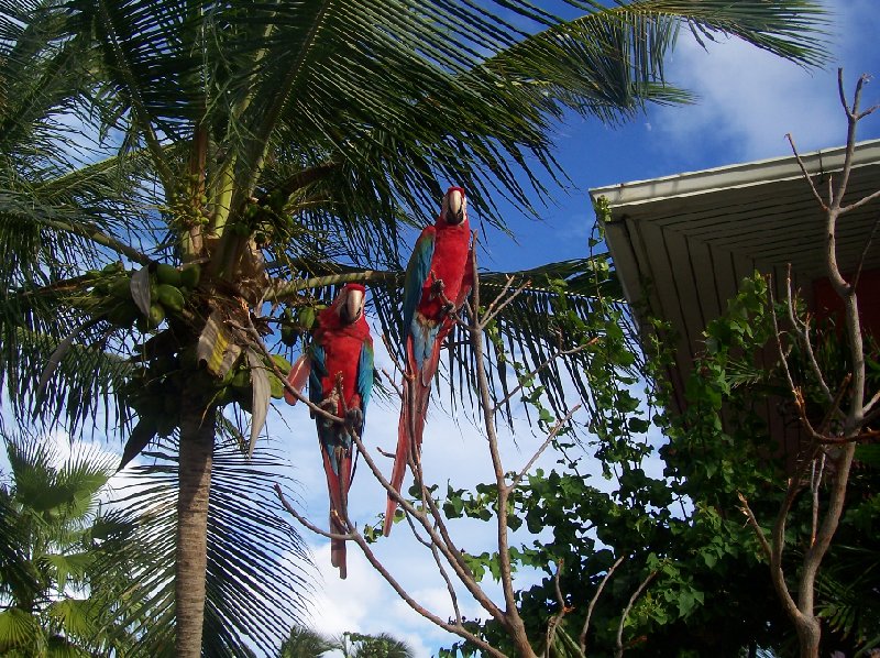 Parrots at the Dolphin Discover Center in Prospect Reef Port, Road Town British Virgin Islands