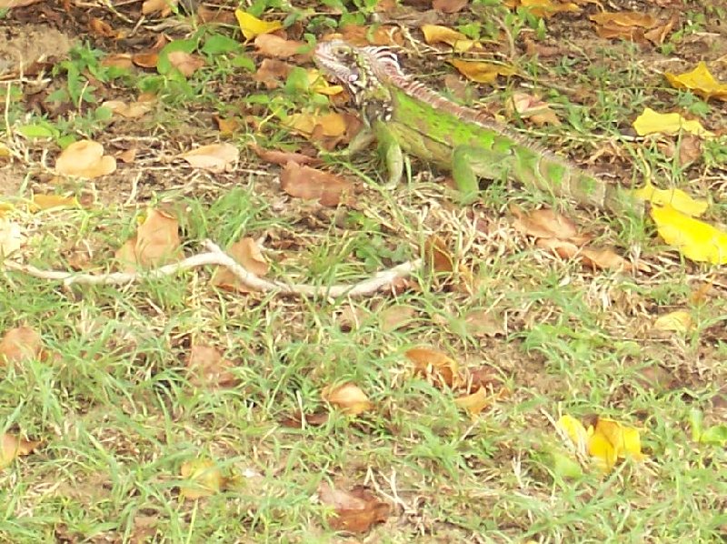A green and jellow lizard on St Thomas, United States Virgin Islands