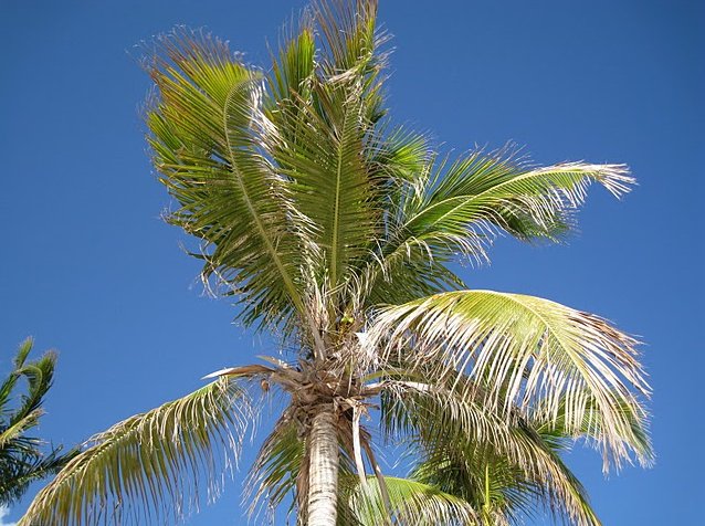 Palm trees on the beach in Anguilla, The Valley Anguilla