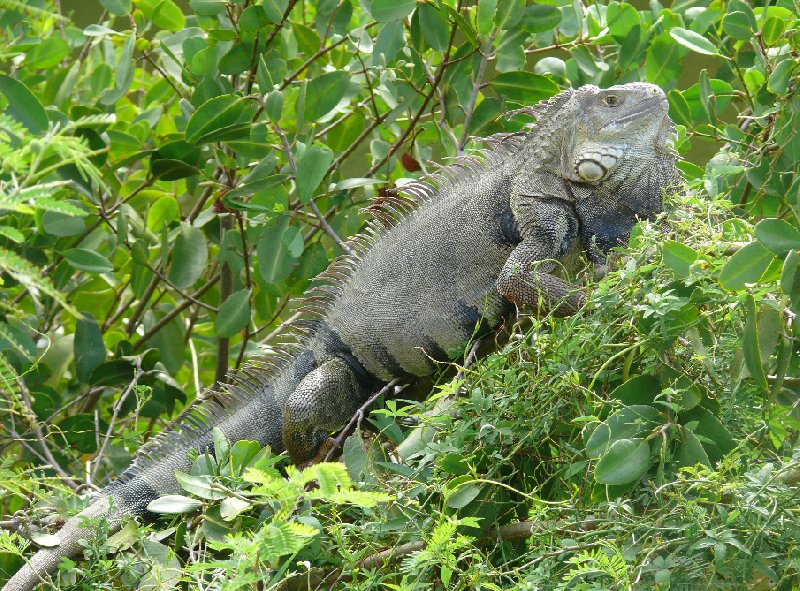 Lizard in Marigot, Saint Martin, Netherlands Antilles