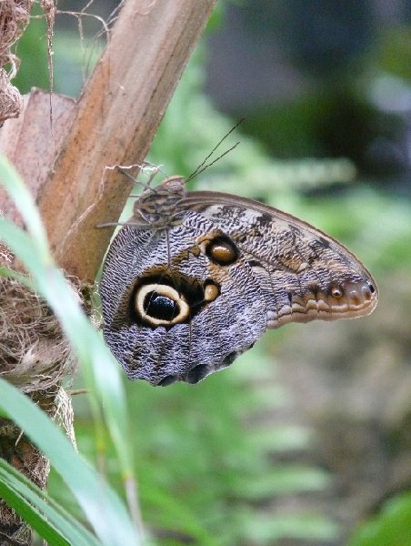 Photos of the butterflies in Philipsburg, Netherland Antilles, Netherlands Antilles