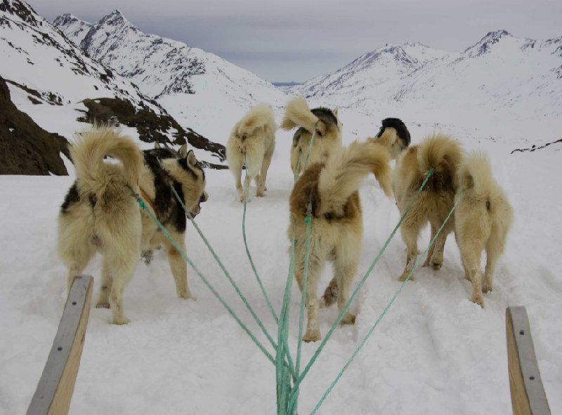 Husky ride in Tasiilaq, Greenland, Tasiilaq Greenland