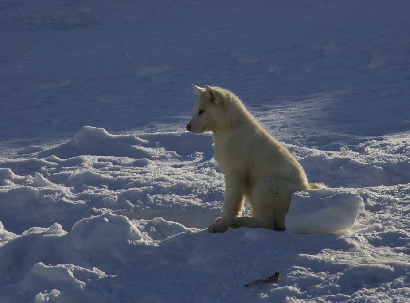 Husky pup sitting in the snow, Greenland