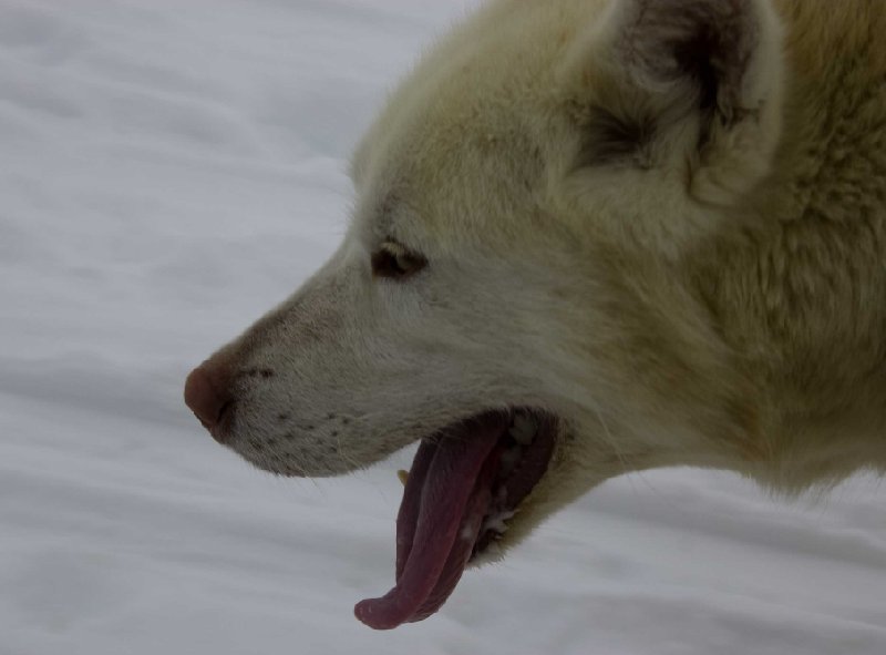 Photos of the husky dogs in Greenland, Tasiilaq Greenland