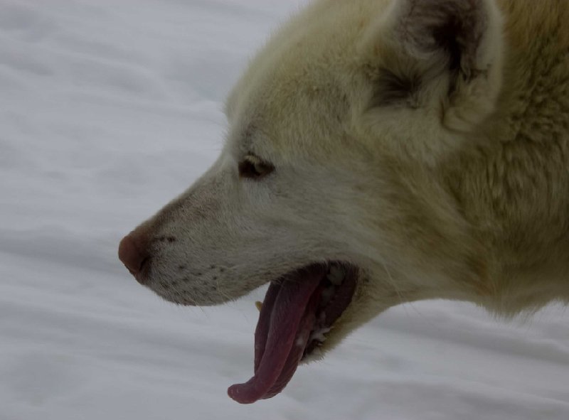 Photos of the husky dogs in Greenland, Greenland