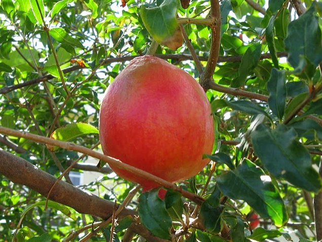 Amazing fruit on Saint Kitts and Nevis, Basseterre Saint Kitts and Nevis