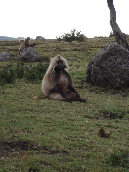 Gondar Ethiopia Photos of the Gelada Baboons in Simien Mountains NP, Ethiopia