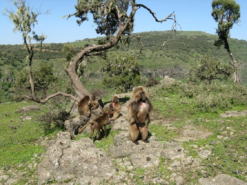 Gondar Ethiopia Pictures of the Gelada Baboons in Simien Mountains NP, Ethiopia