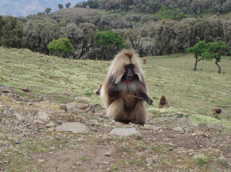 Gelada Baboons in Simien Mountains NP, Ethiopia, Ethiopia