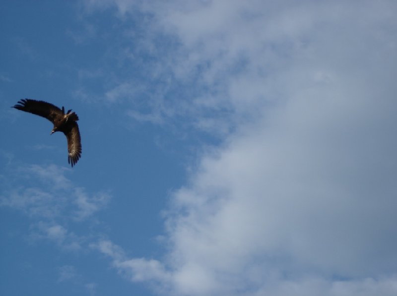 Gondar Ethiopia Eagle in Simien Mountains NP, Ethiopia