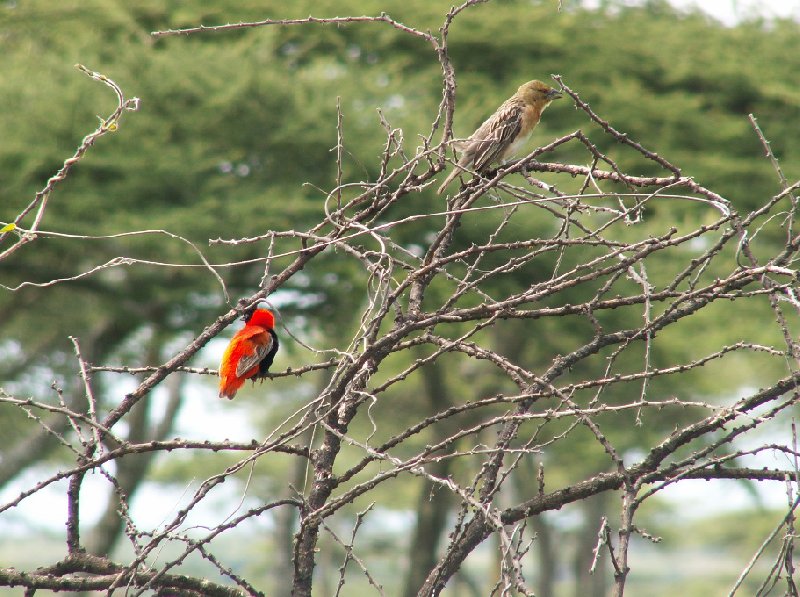 Colourful bird in Simien Mountains NP, Ethiopia, Gondar Ethiopia